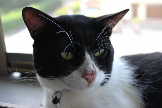 Profilo sulla finestra