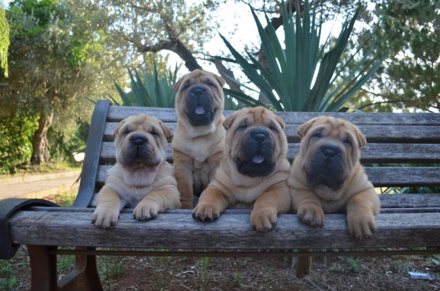 Un amore a sedici zampe