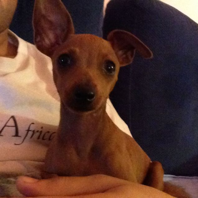 Spikino il pinscherino 