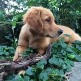 il primo mese con Ronnie