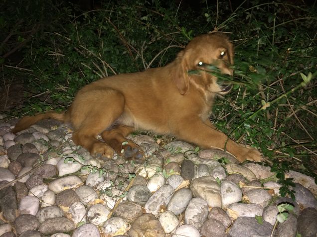 passeggiata notturna