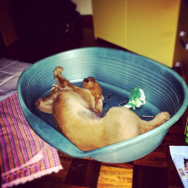 contorsionista peloso