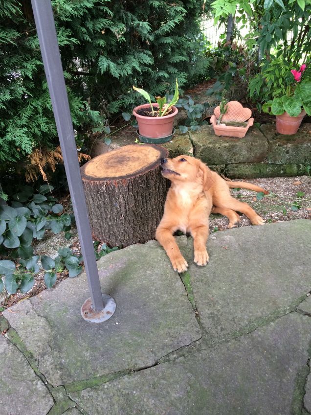 sgranocchiamo un pò il tronco :)