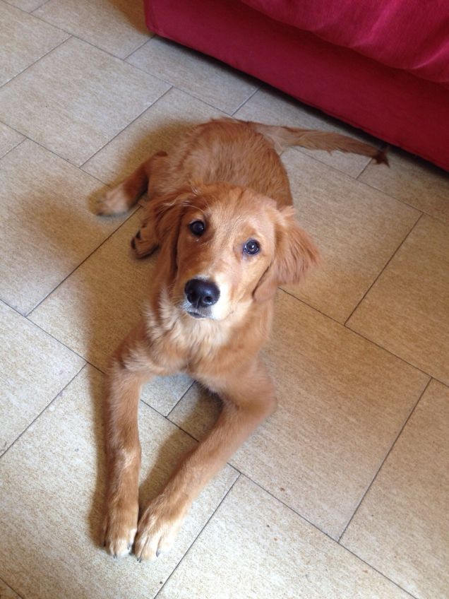 Papi non sono stato io a mangiare gli ultimi biscotti :)