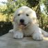 cuccioli selezionati pastore maremmano abbruzzese
