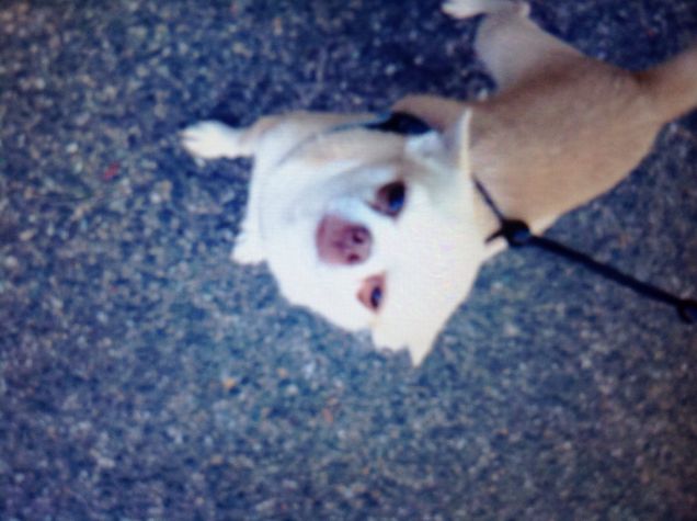 Padre e figlio i miei bimbi e poi ho anche un cane. Io li amo e loro amano me 