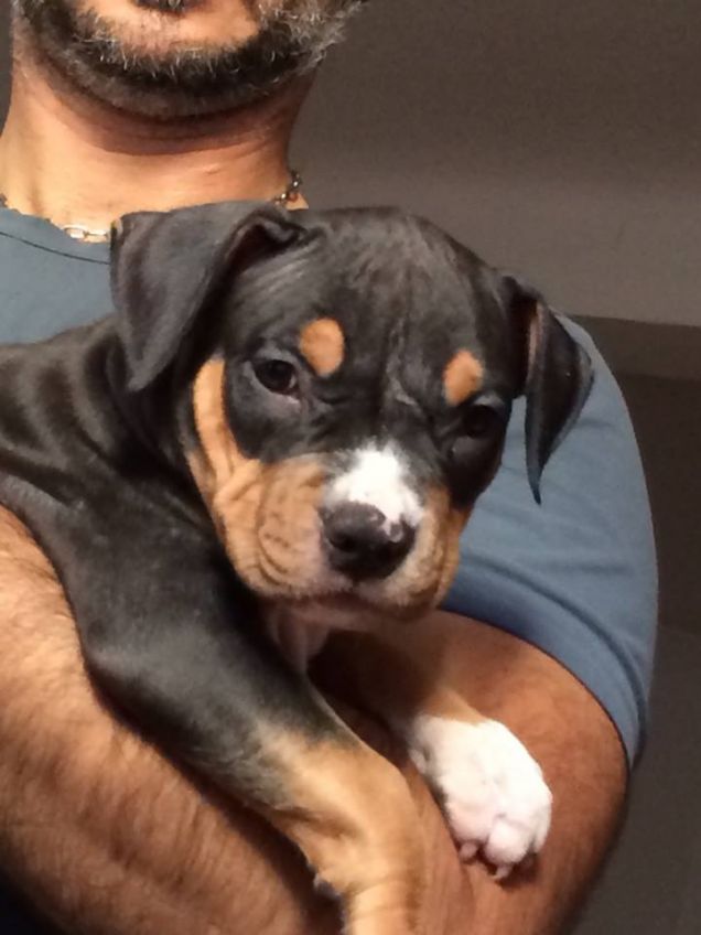 piccolo amstaff