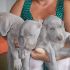 cucciolata di weimaraner