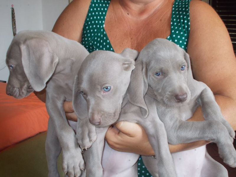 cucciolata di weimaraner