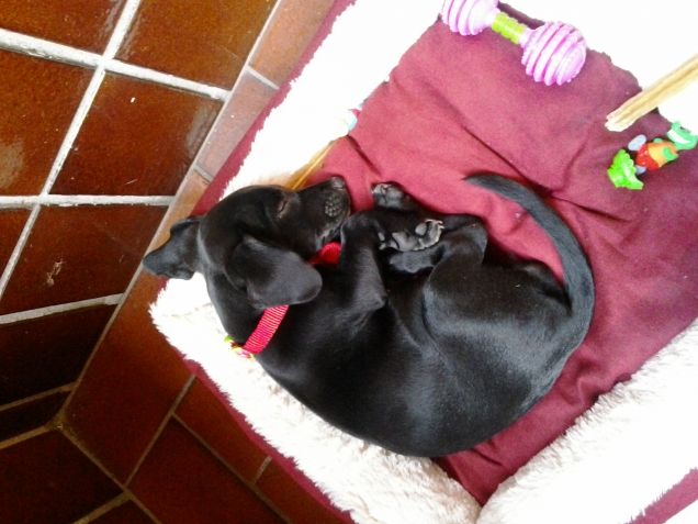 Il sonno dell'innocenza