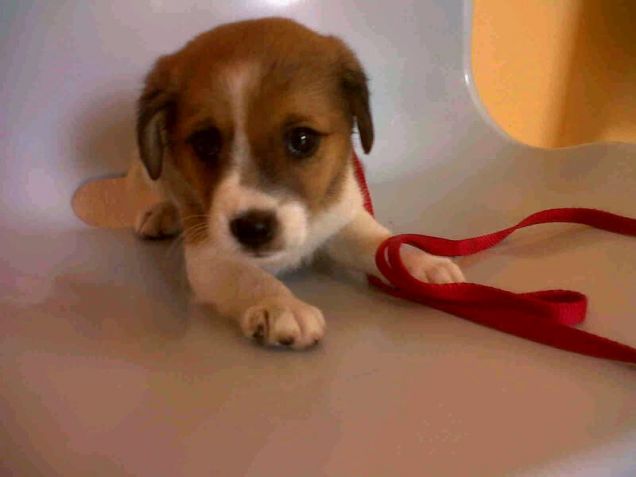 Prima volta dal veterinario