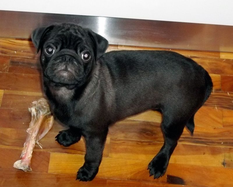 victor