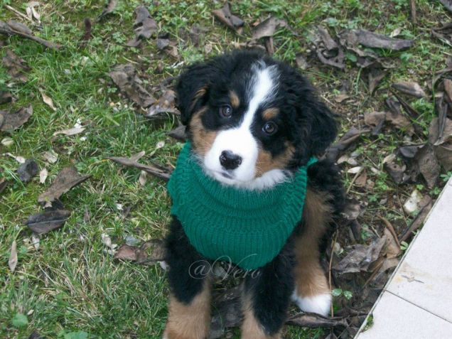 La mia principessa Brenda