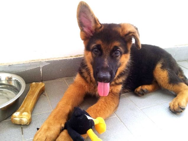 Il piccolo e virtuoso Igor!