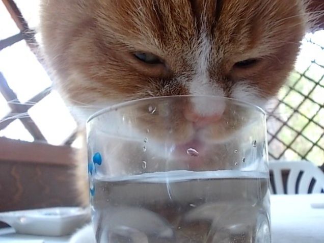 Boris beve in veranda nella casetta del mare