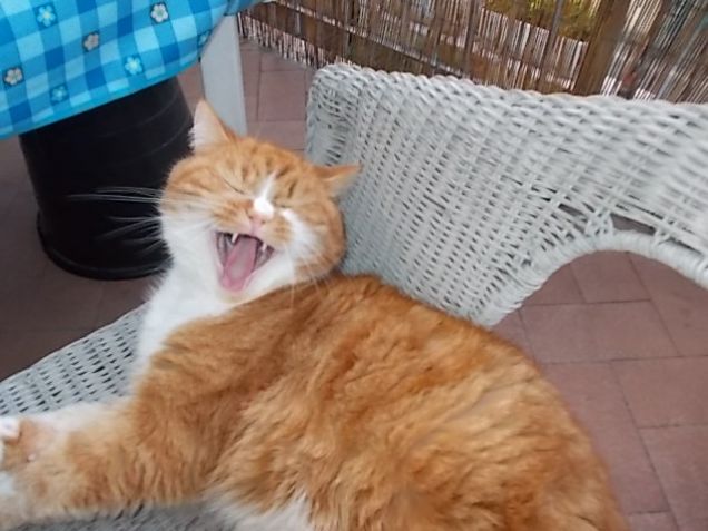 Beccateve sto sbadiglio!