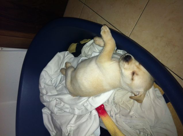 Le prime nonne di Ettore con l'amico Pollo