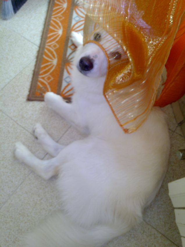 ovunque ci sia una tenda cè lui 