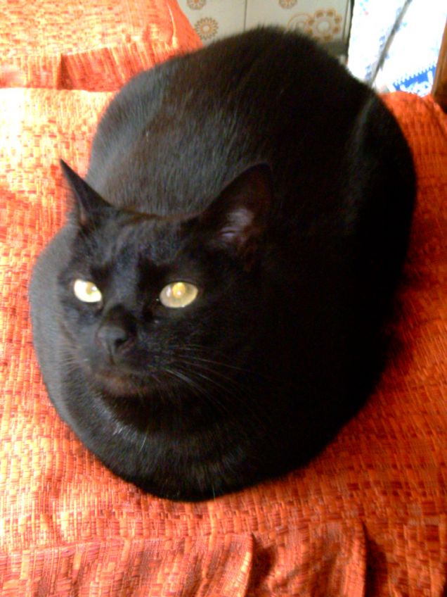 Sophie e le sedie...