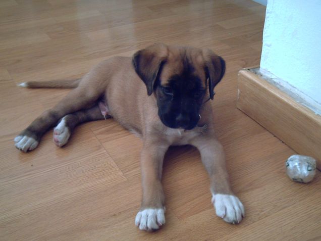 Ettore e le BREVI pause !