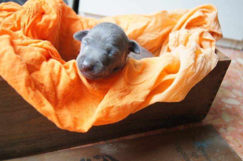 cucciolo di piccolo levriero italiano