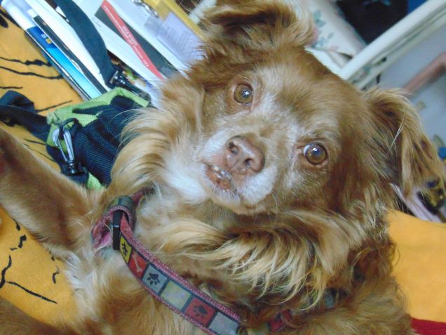 Buongiorno da Spillo!