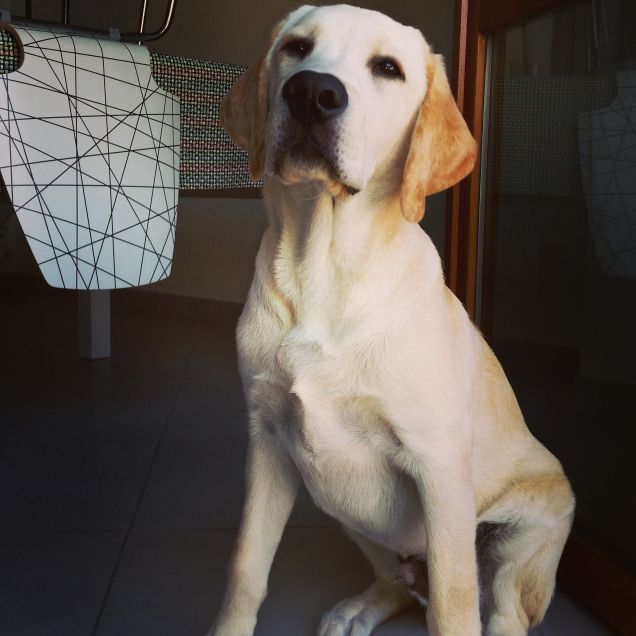 LA CALMA APPARTENTE....