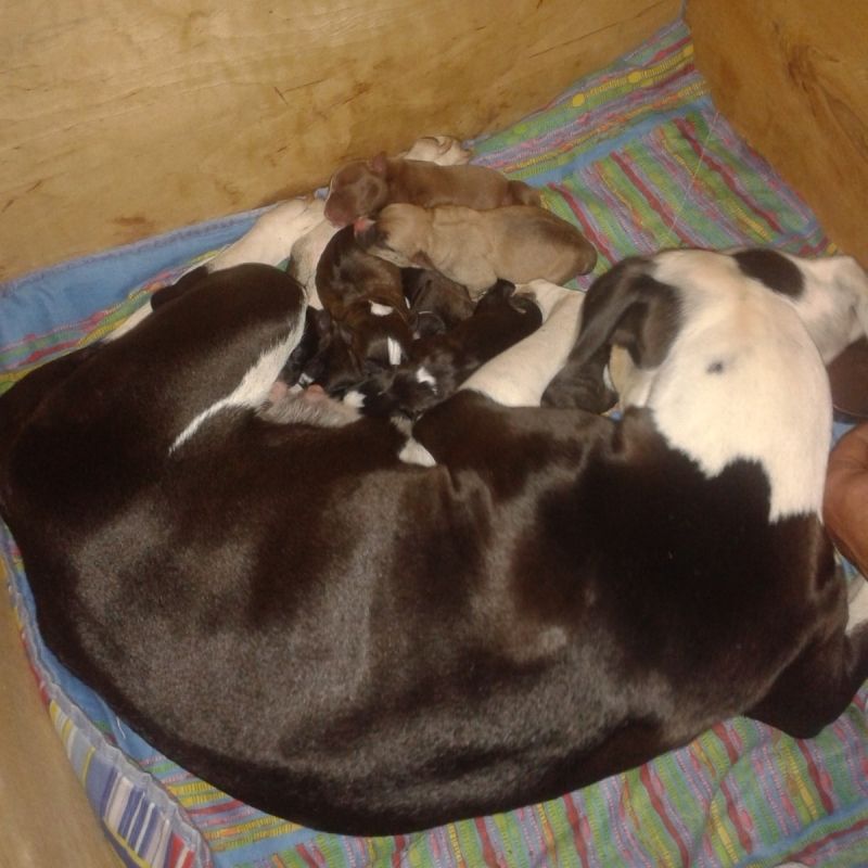 Cuccioli di Pitbull