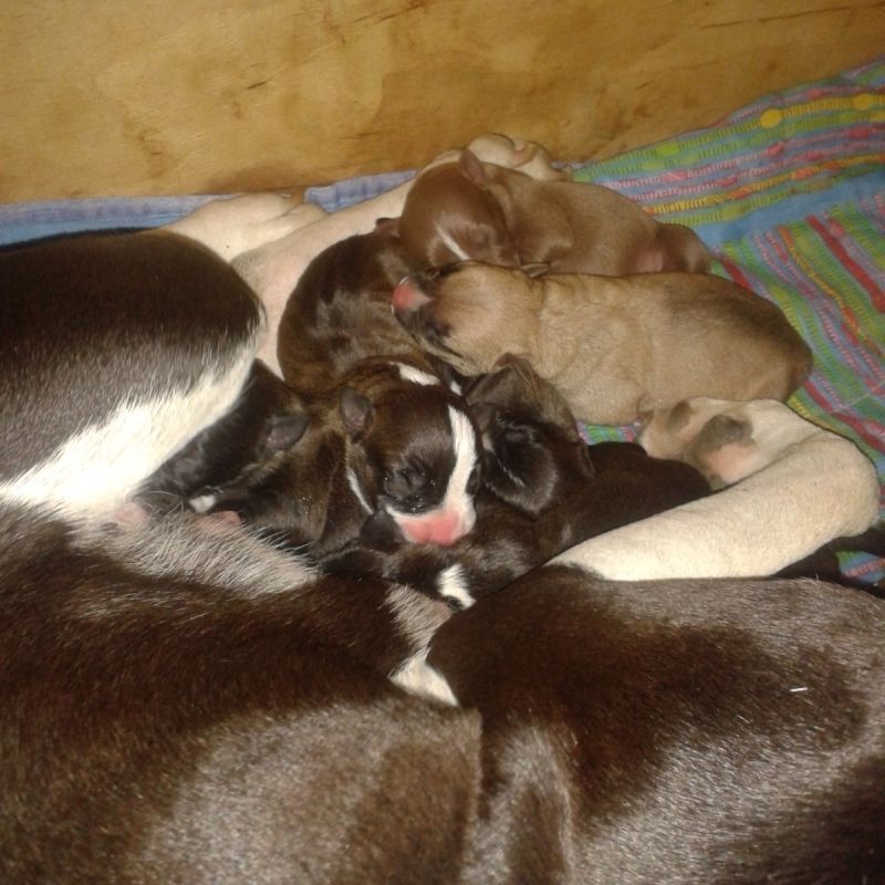 Cuccioli di Pitbull