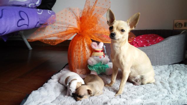 Chanel e i suoi bimbi❤