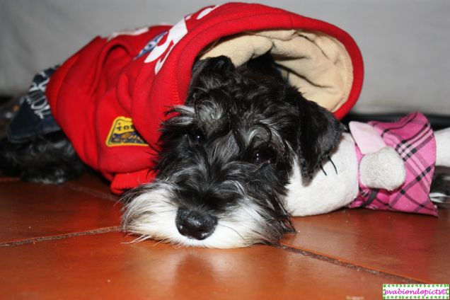 La mia nuova felpa rossa