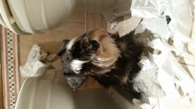 Simpatiche marachelle