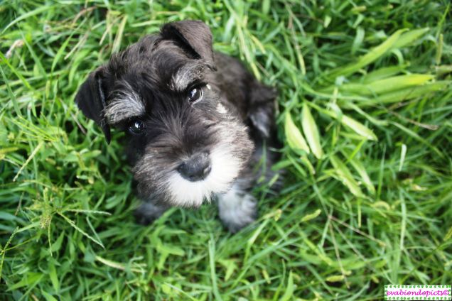 La tenerezza fatta cucciolo