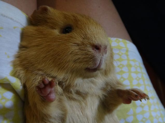 Isotta modalità relax