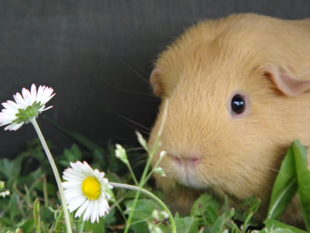 Brucando l'erbetta fresca