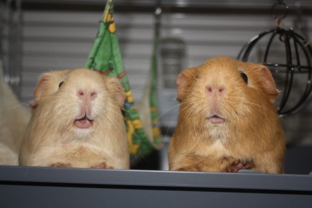 E' l'ora della pappa? :)