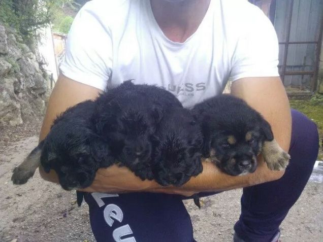 stella-romeo-giulietta-birillo