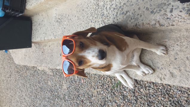 I miei nuovi occhiali da sole...