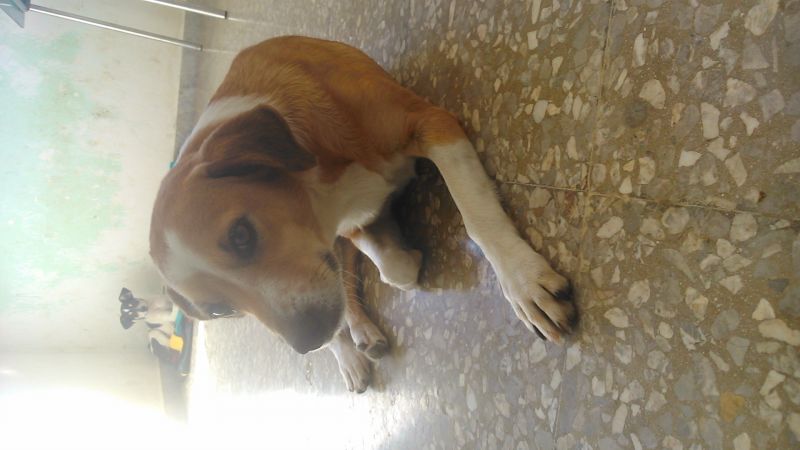 Bella, meticcia taglia medio-piccola!