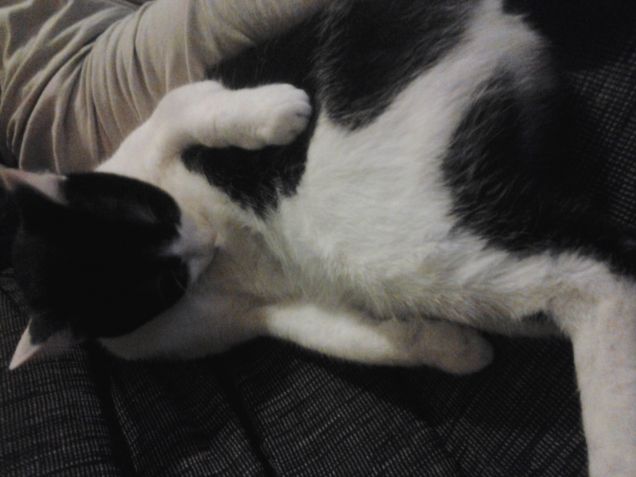 questo divano è veramente comodo