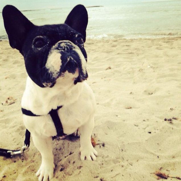 Dottor Gonzo e il Salento