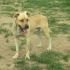 incrocio pitbull cerca casa