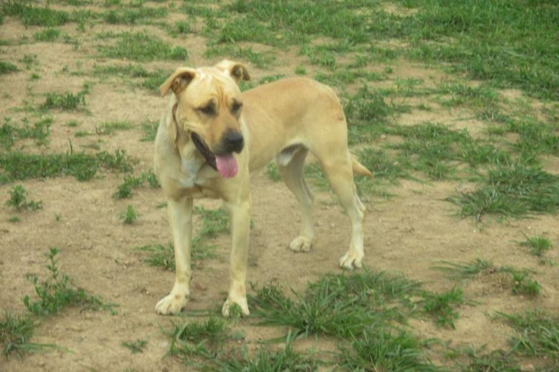 incrocio pitbull cerca casa