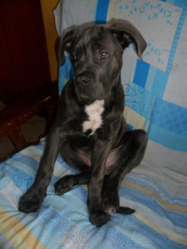 la mia migliore amica