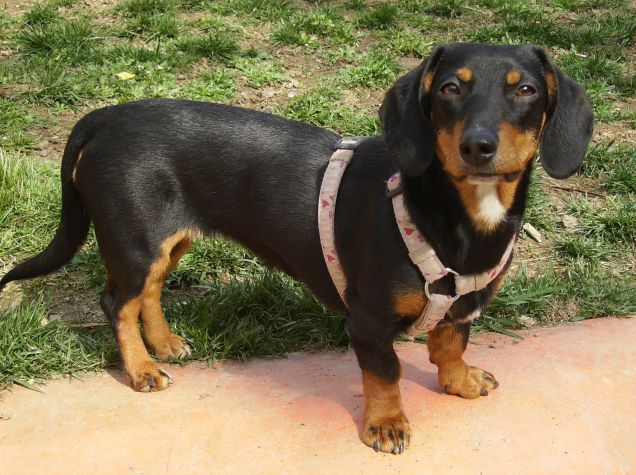 Andiamo a passeggio?