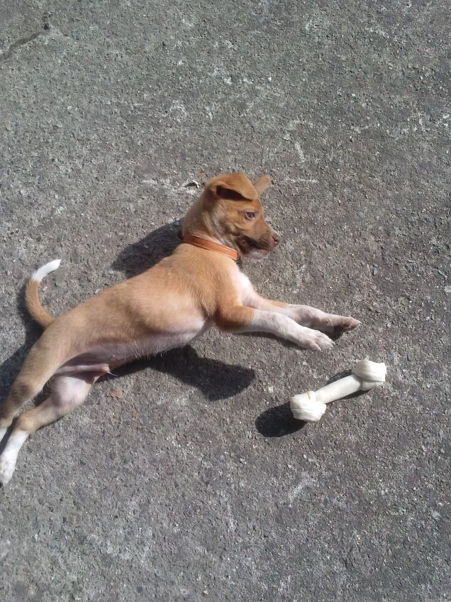 Il primo osso di Miky