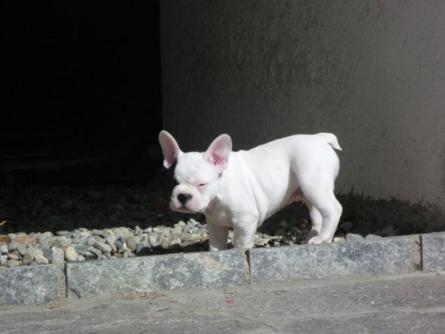 Cucciolone tutto orecchie