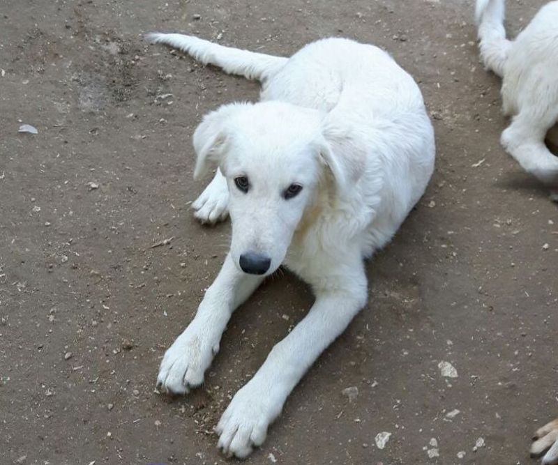 BRIGANTE, CUCCIOLONE LABRADOR MAREMMANO