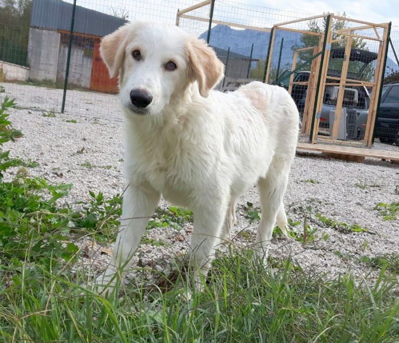 ATTILA, LABRADORETRIVER/MAREMMANO