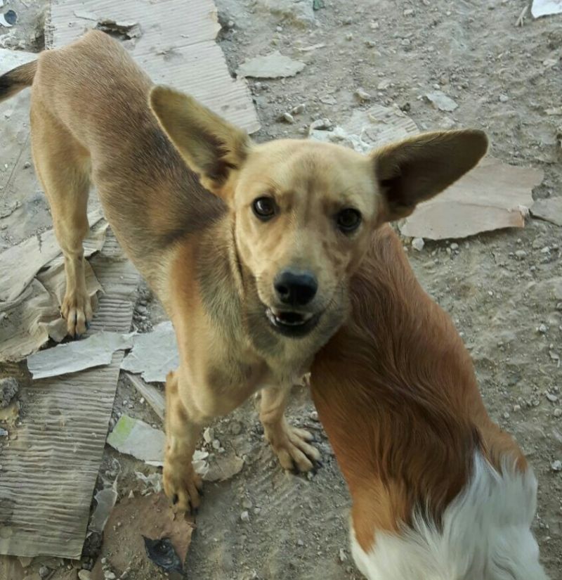 SKIPPER, TAGLIA PICCOLA
